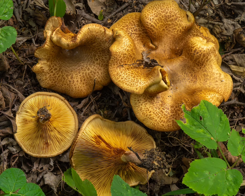 paxillus-involutus-16