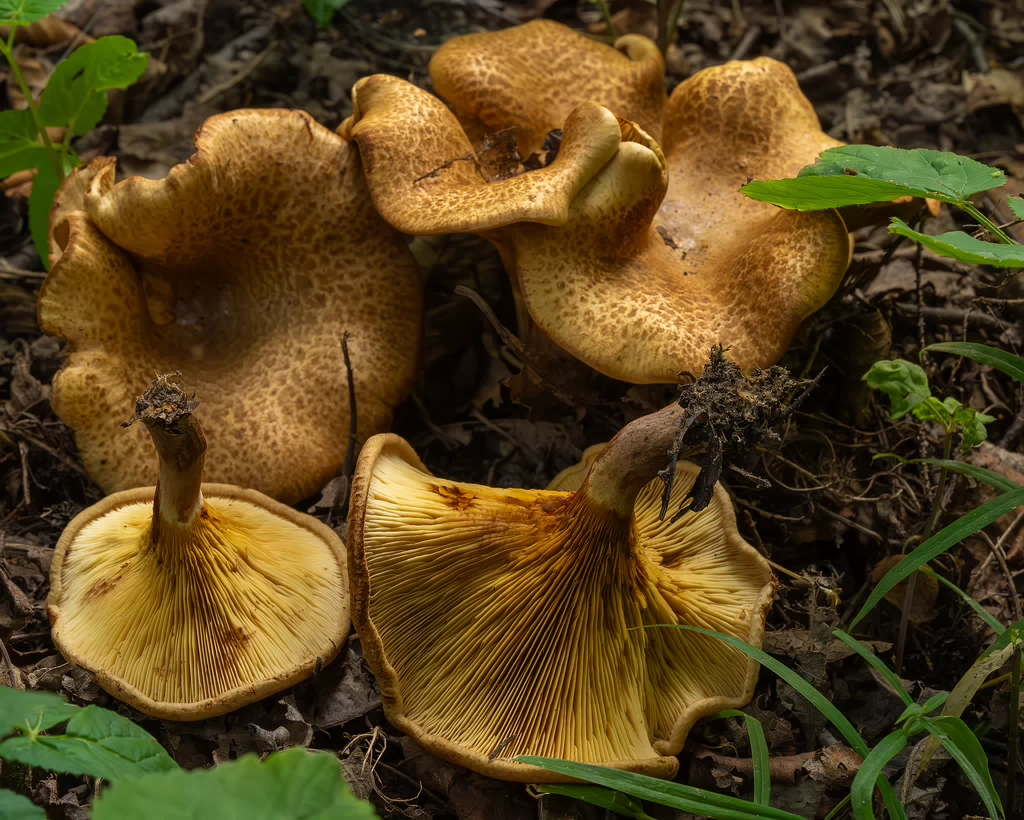 paxillus-involutus-18