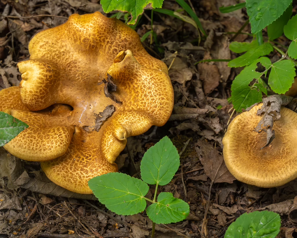 paxillus-involutus-2