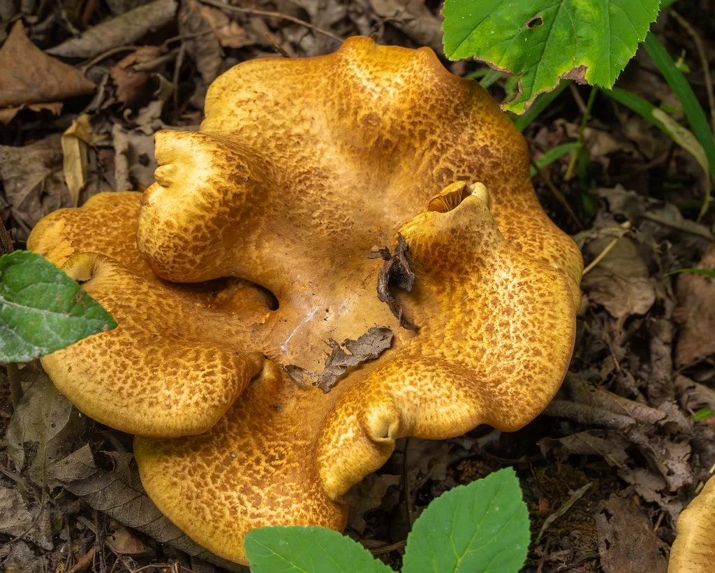 paxillus-involutus-3