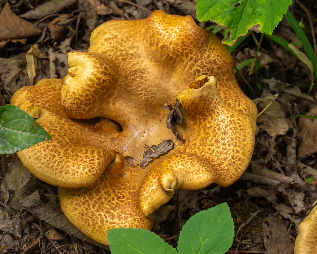 paxillus-involutus-4