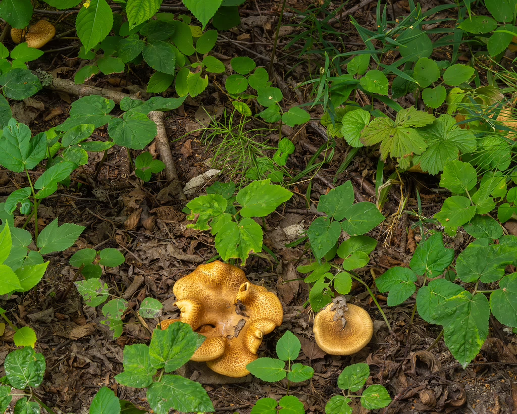 paxillus-involutus-5