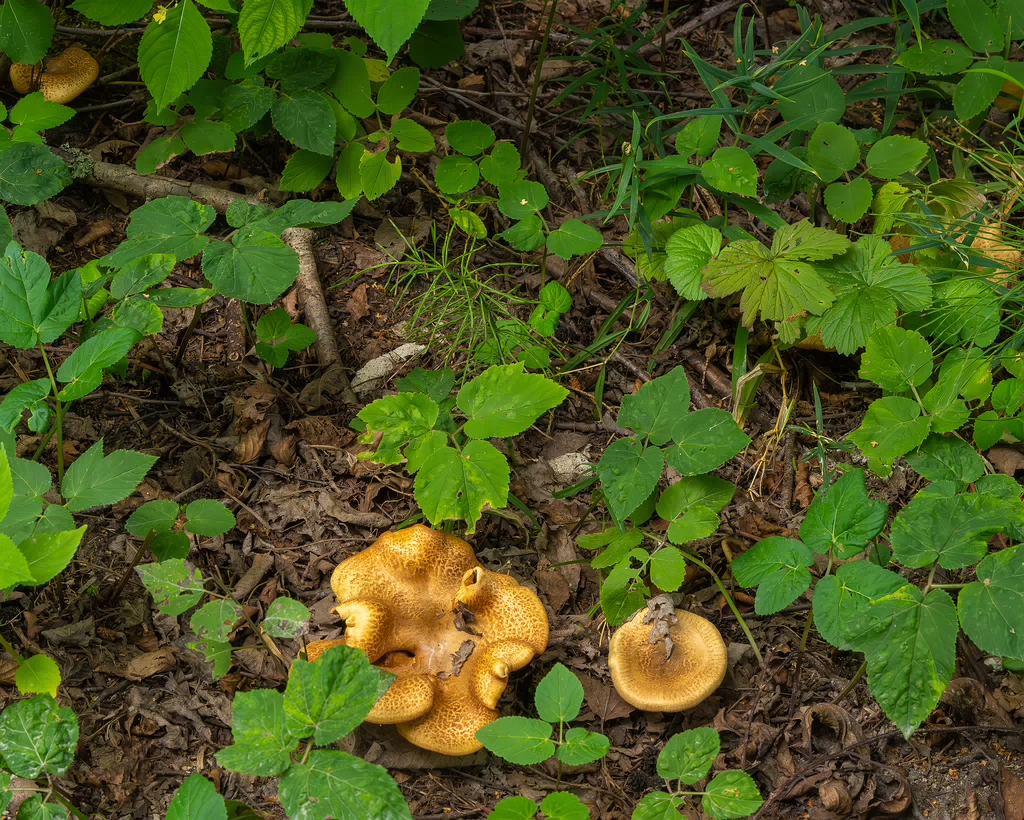 paxillus-involutus-6