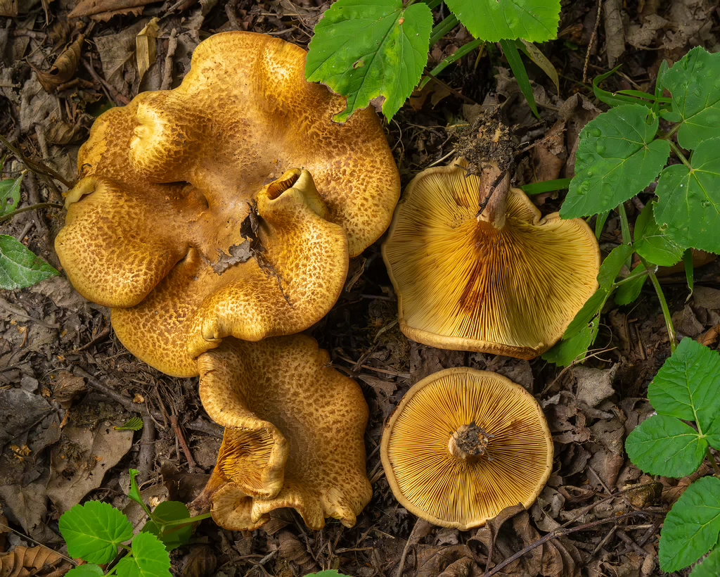 paxillus-involutus-7