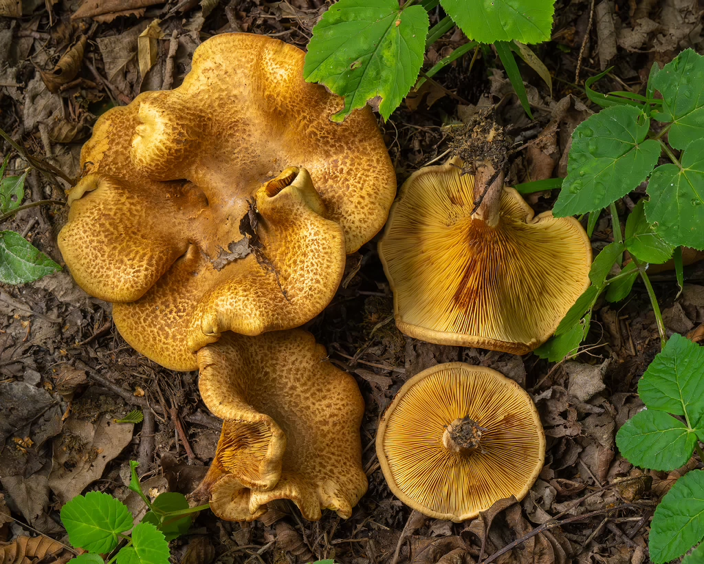 paxillus-involutus-8