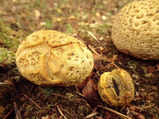 Ложнодождевиковые - Sclerodermataceae The Sclerodermataceae are a family of fungi in the order Boletales, containing several genera of unusual fungi that...