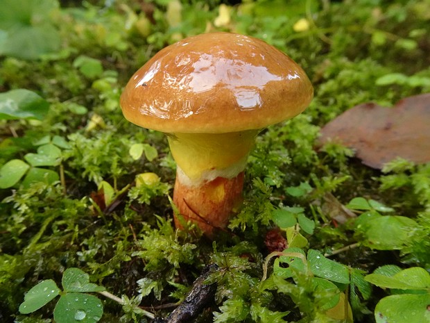 Маслёнковые - Suillaceae The Suillaceae are a family of fungi in the order Boletales (suborder Suillineae), containing the boletus-like Suillus,...