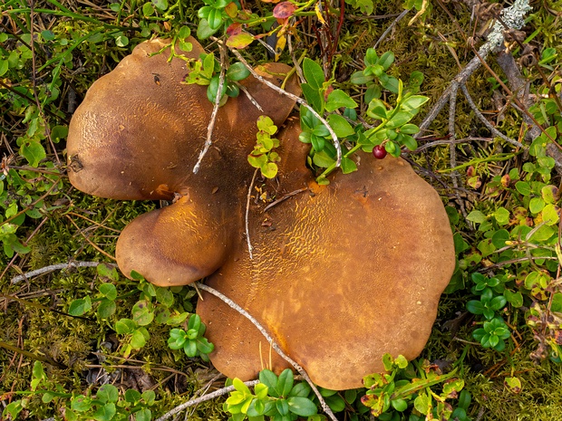 Тапинелловые - Tapinellaceae The Tapinellaceae are a family of fungi in the order Boletales. Members of this family are: Bondarcevomyces,...