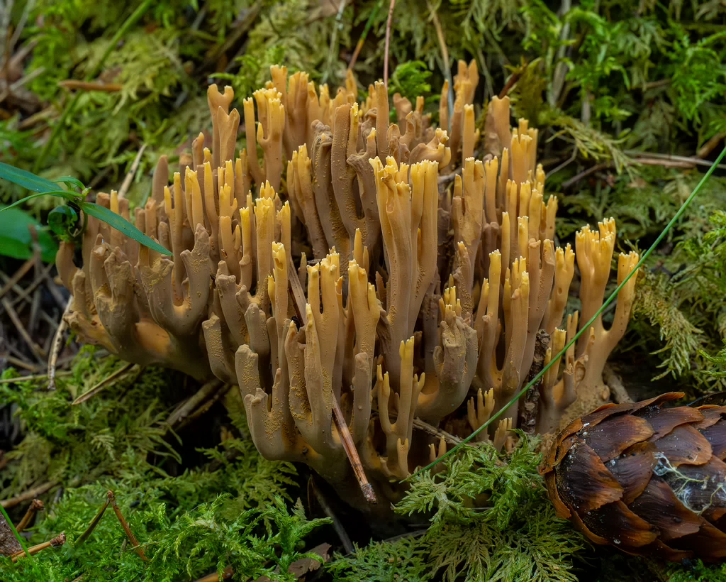 !ramaria-eumorpha_1-8