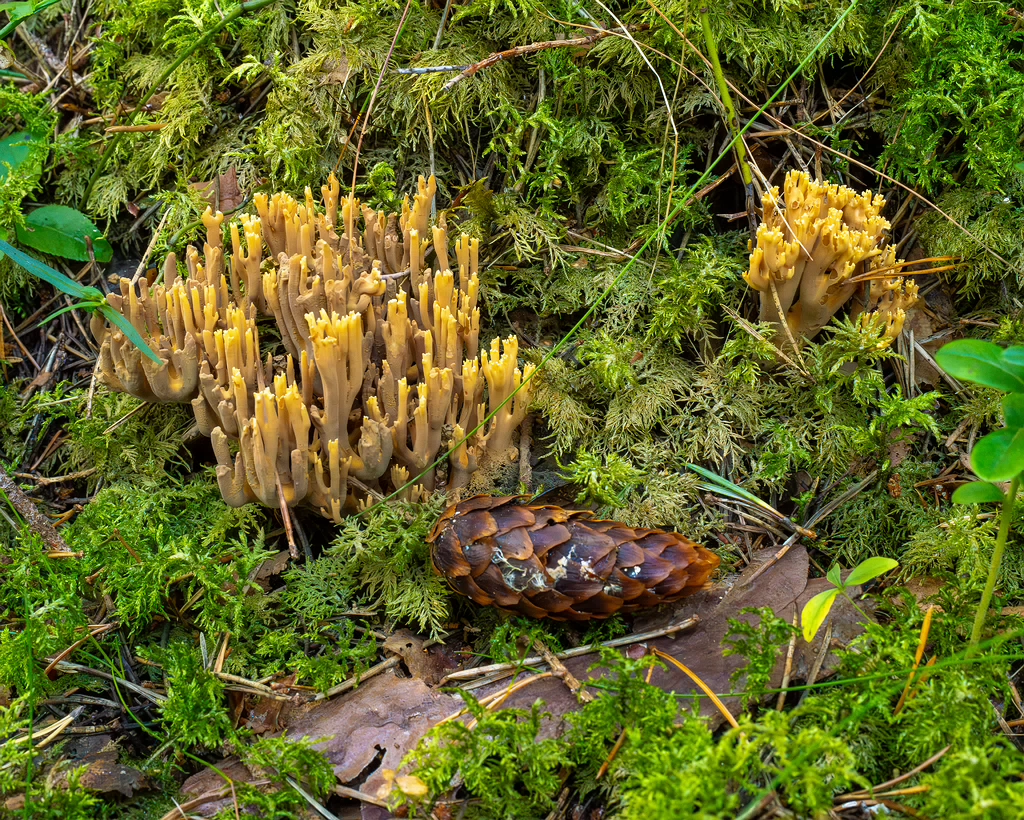 ramaria-eumorpha_1-1