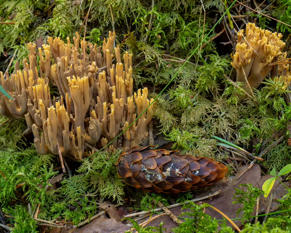 ramaria-eumorpha_1-2