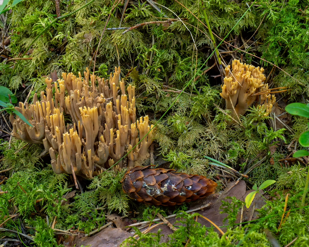 ramaria-eumorpha_1-3