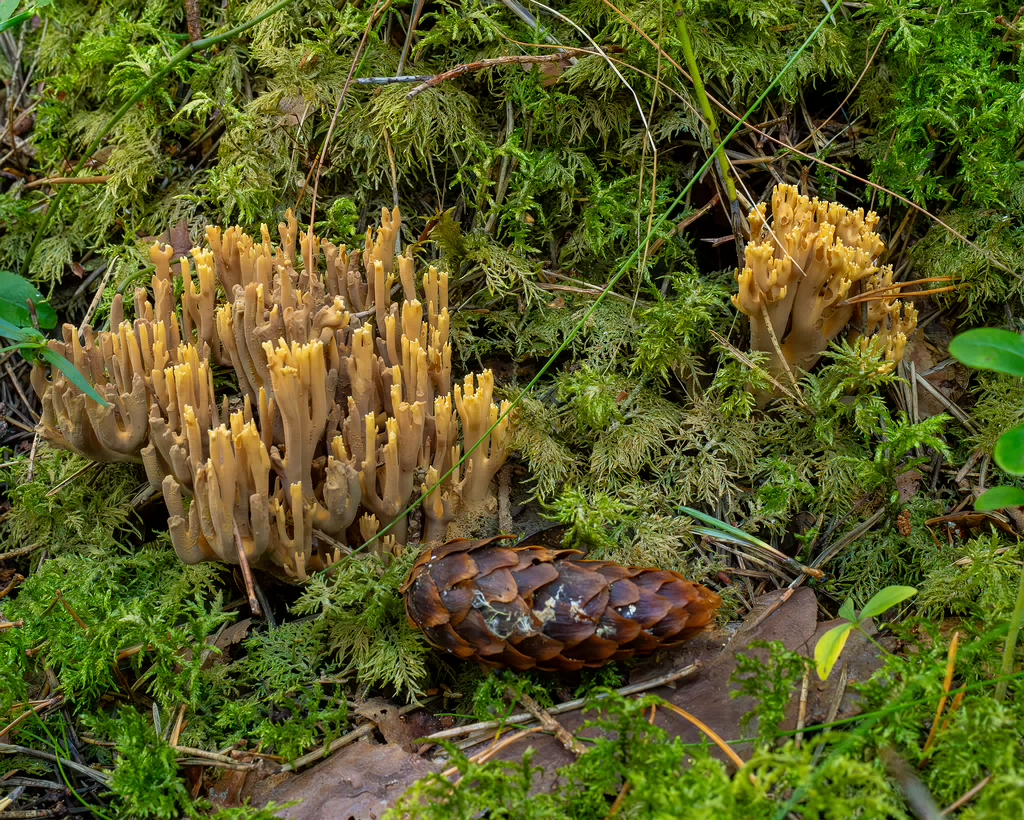 ramaria-eumorpha_1-4