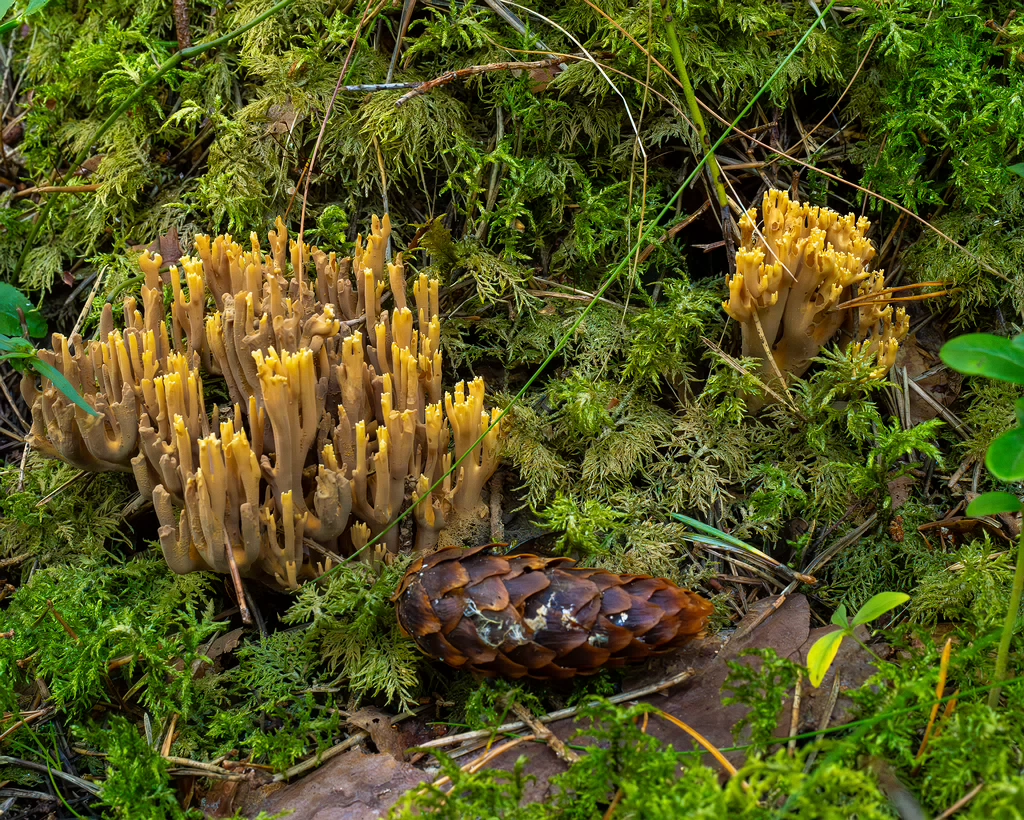 ramaria-eumorpha_1-5