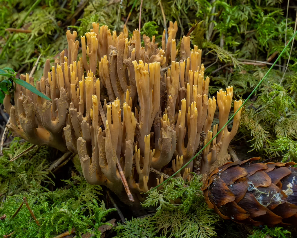 ramaria-eumorpha_1-6