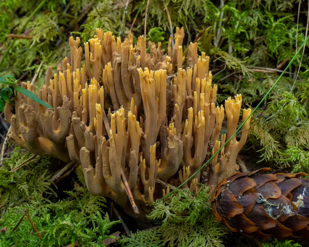 ramaria-eumorpha_1-7