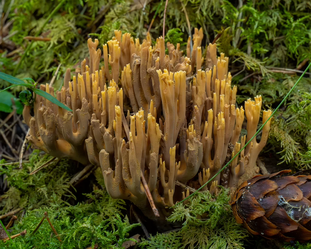 ramaria-eumorpha_1-9