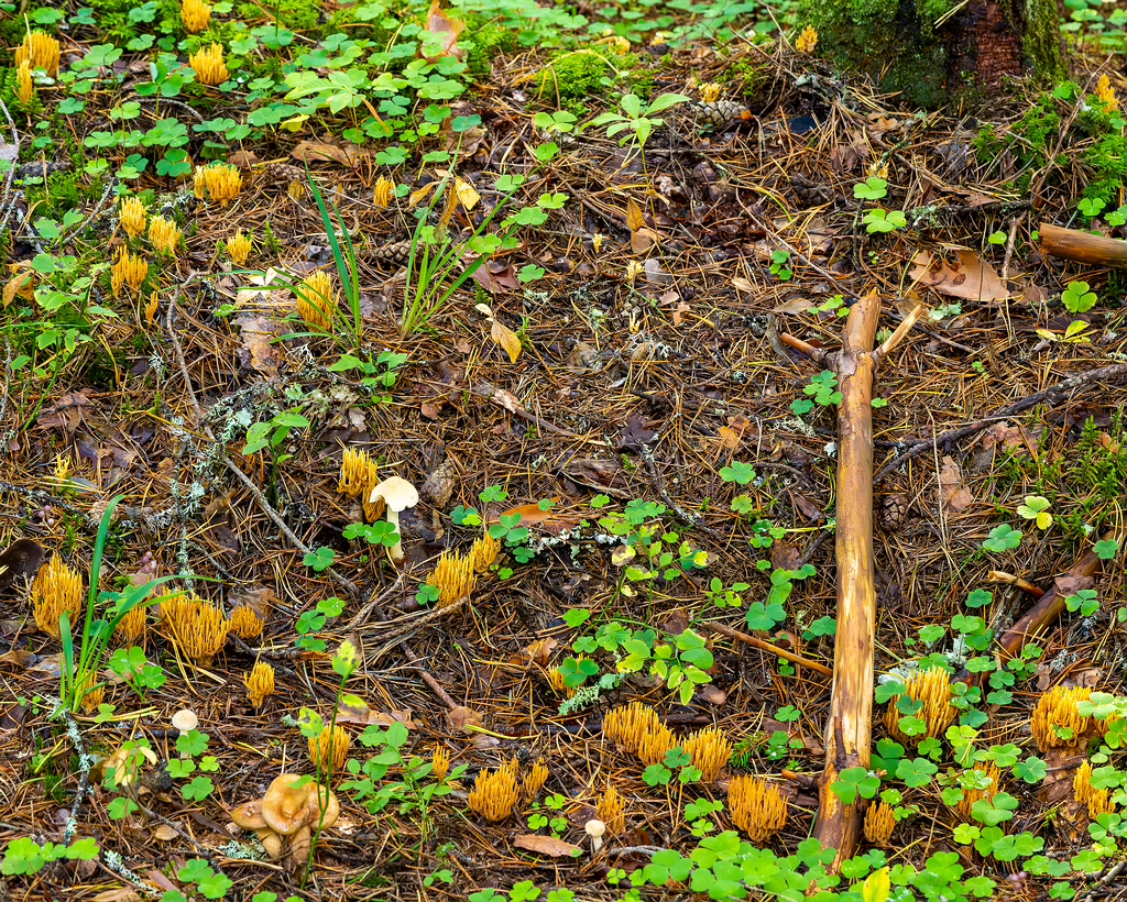 ramaria-eumorpha_2023-09-14_1-1