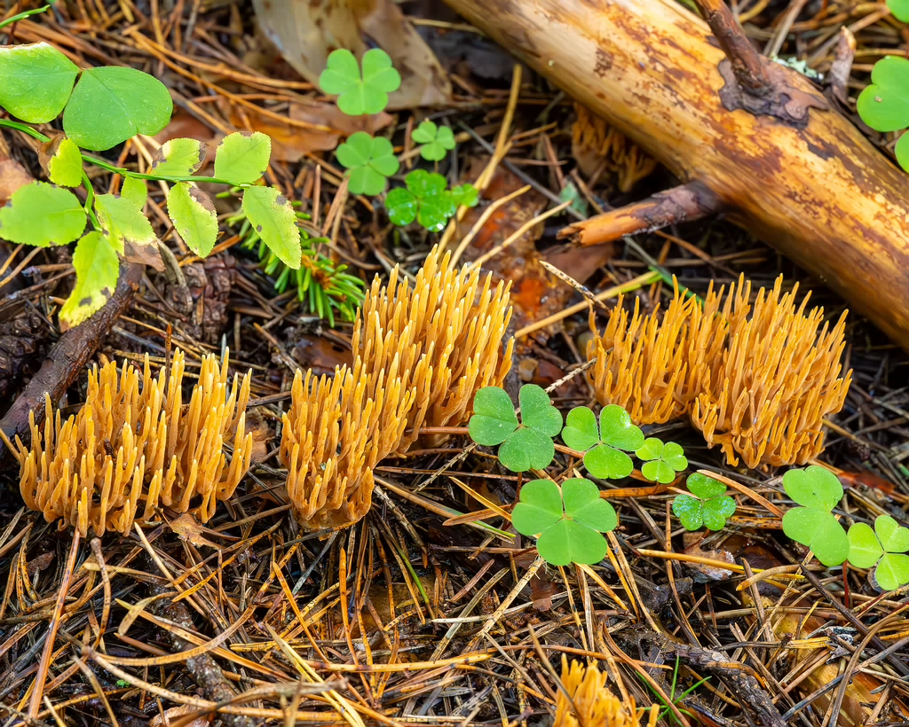 ramaria-eumorpha_2023-09-14_1-10