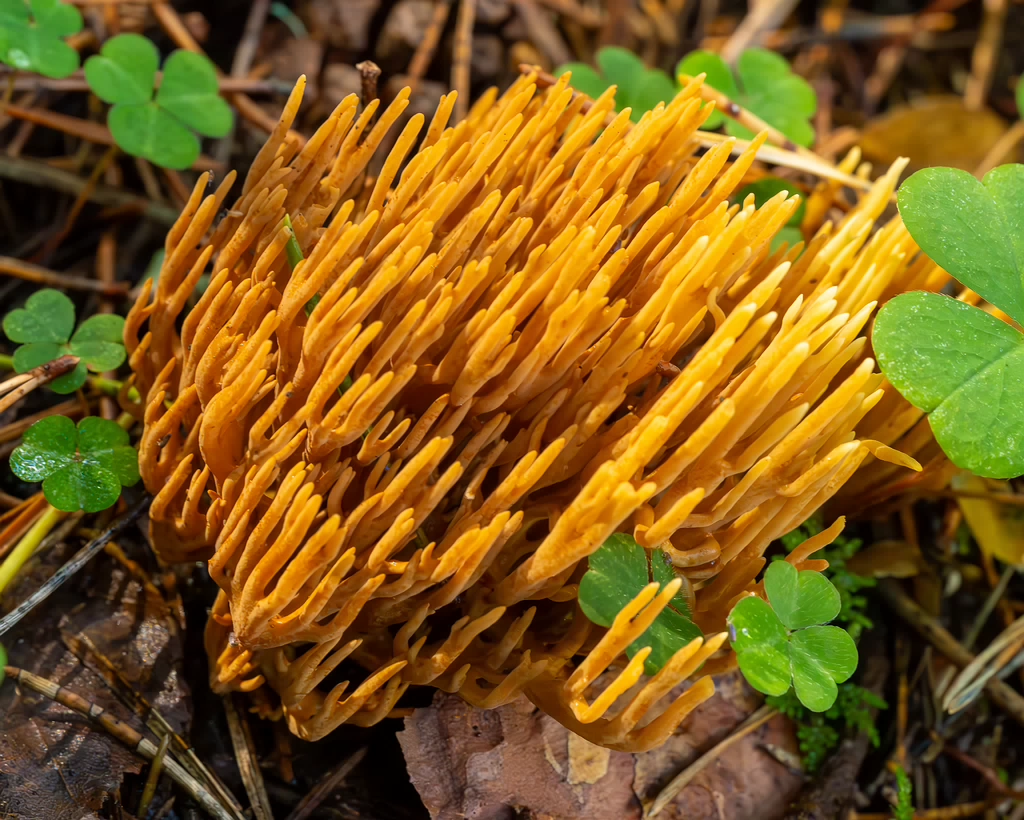 ramaria-eumorpha_2023-09-14_1-11