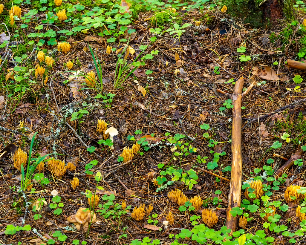 ramaria-eumorpha_2023-09-14_1-2