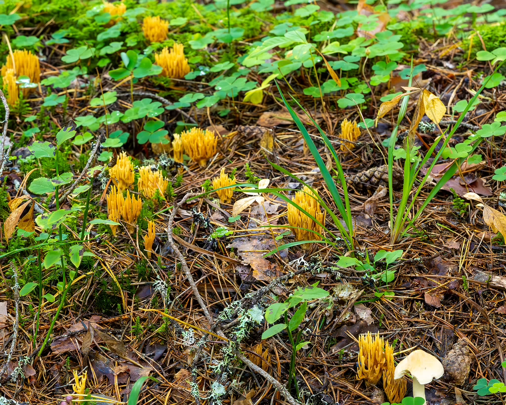 ramaria-eumorpha_2023-09-14_1-3