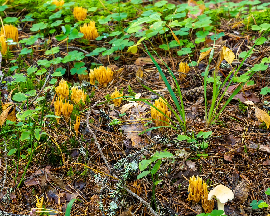 ramaria-eumorpha_2023-09-14_1-4