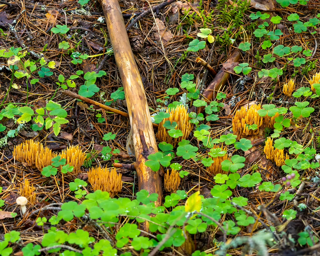 ramaria-eumorpha_2023-09-14_1-6