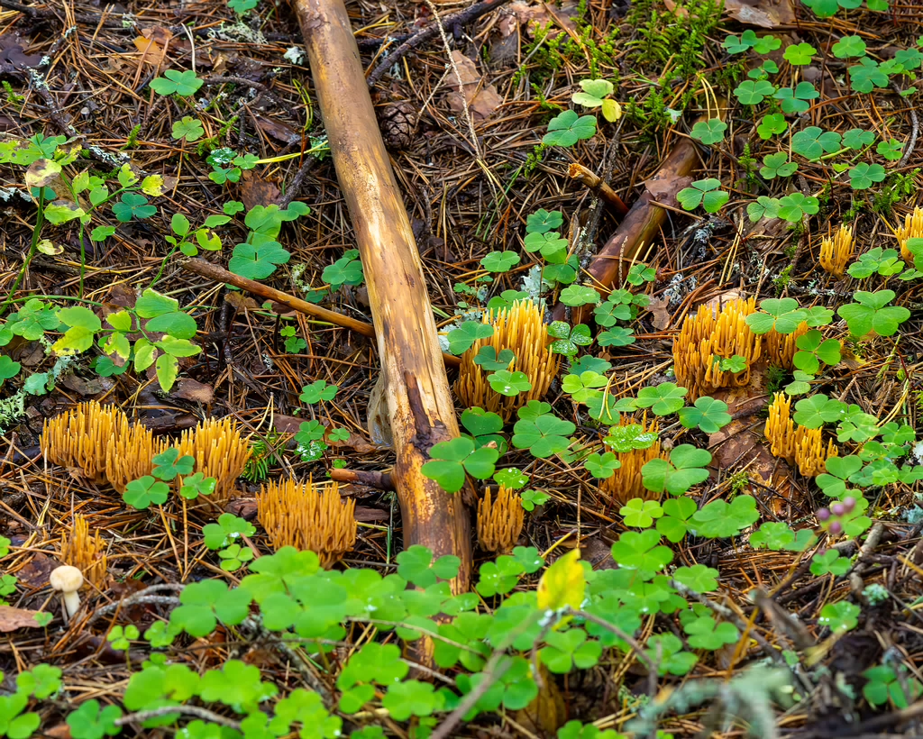 ramaria-eumorpha_2023-09-14_1-7