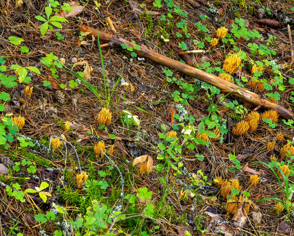 ramaria-eumorpha_2023-09-14_1-8