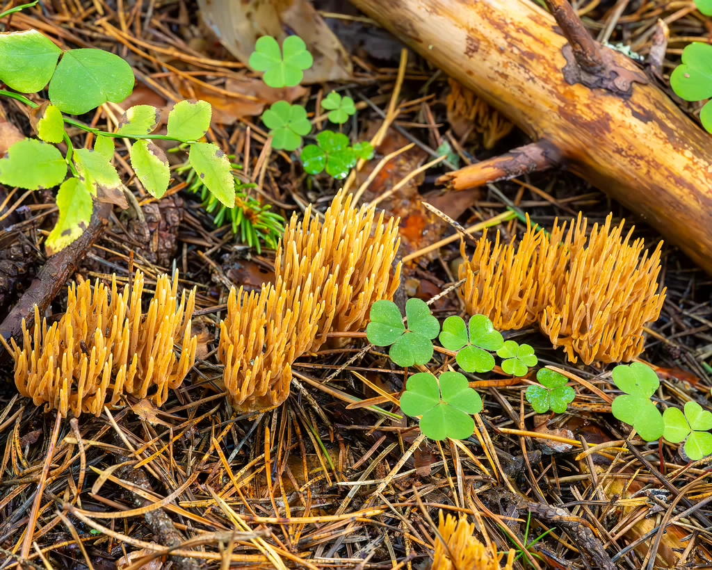 ramaria-eumorpha_2023-09-14_1-9