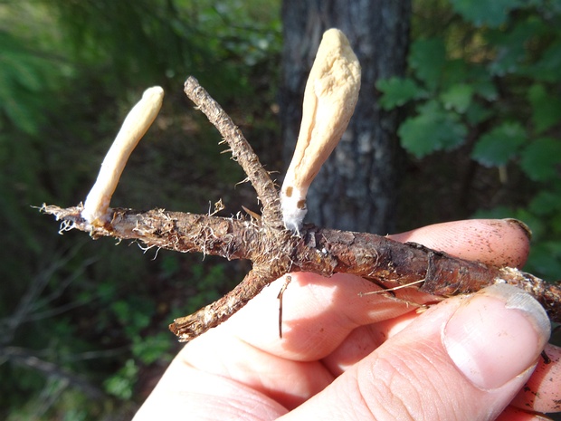 Клавариадельфус пестиковый - Clavariadelphus pistillaris