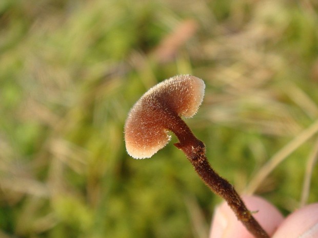 Аурискальпиевые - Auriscalpiaceae