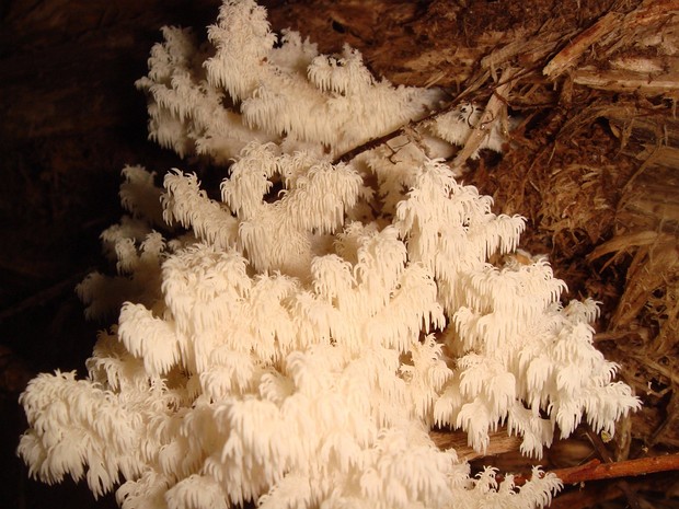 Ежевик коралловидный - Hericium coralloides