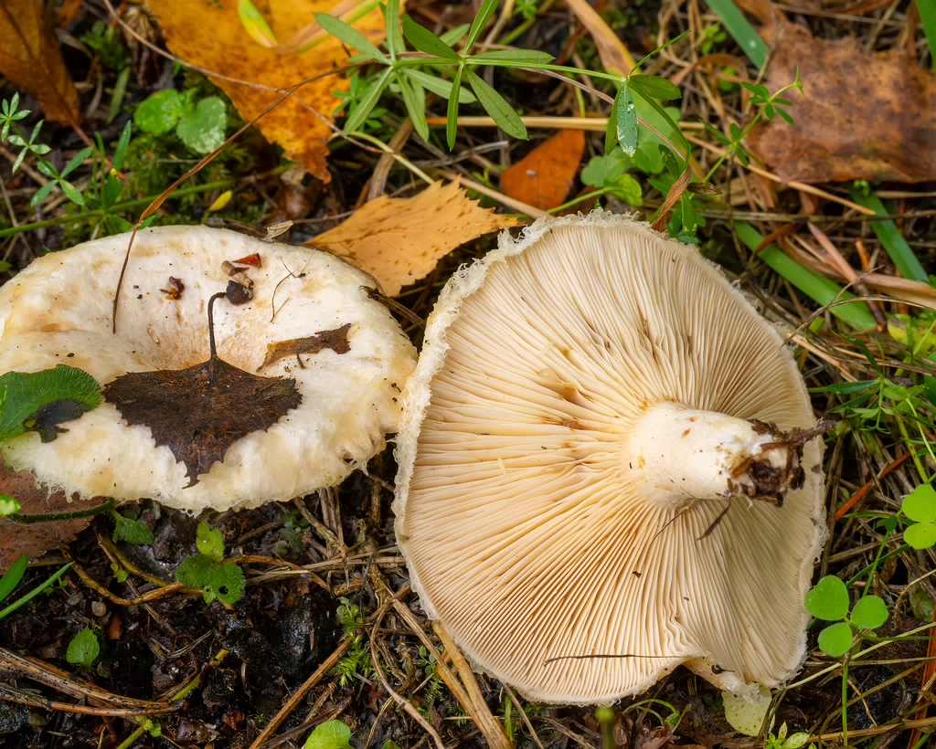 !lactarius-pubescens_1-8