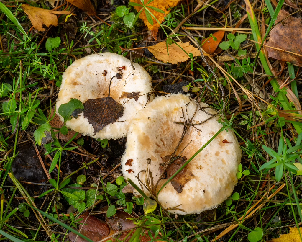 lactarius-pubescens_1-1