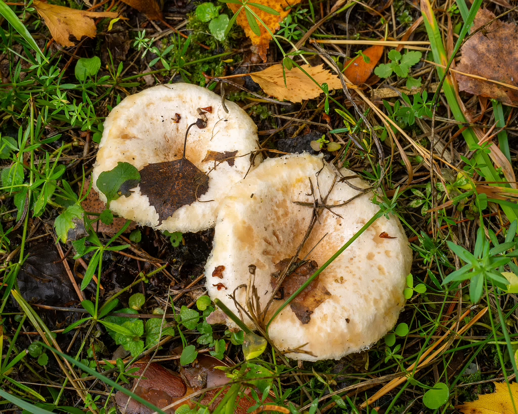 lactarius-pubescens_1-2