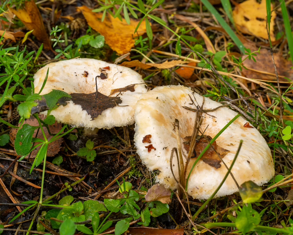 lactarius-pubescens_1-3