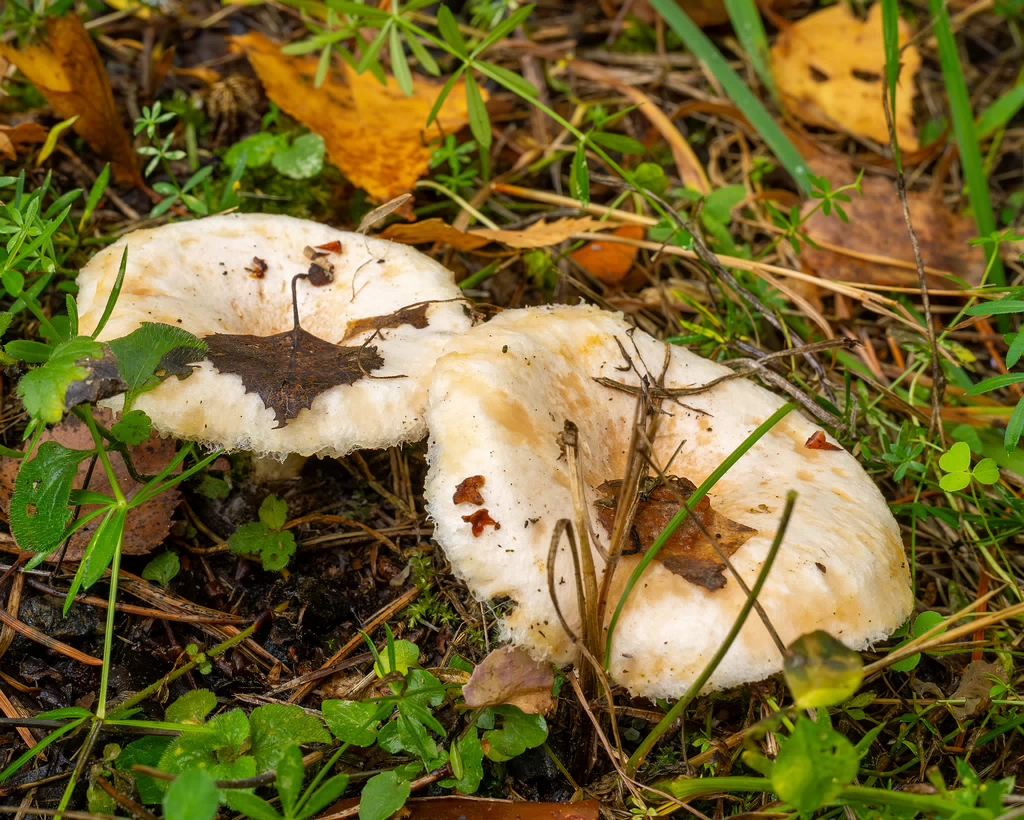 lactarius-pubescens_1-4