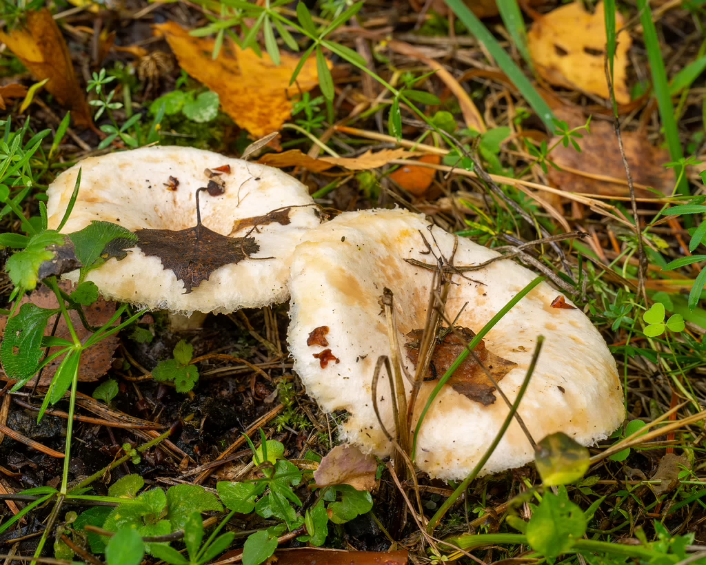 lactarius-pubescens_1-5