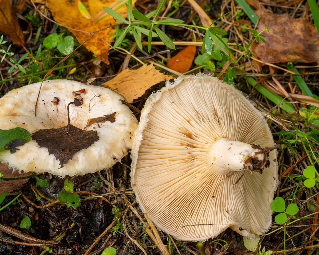 lactarius-pubescens_1-6