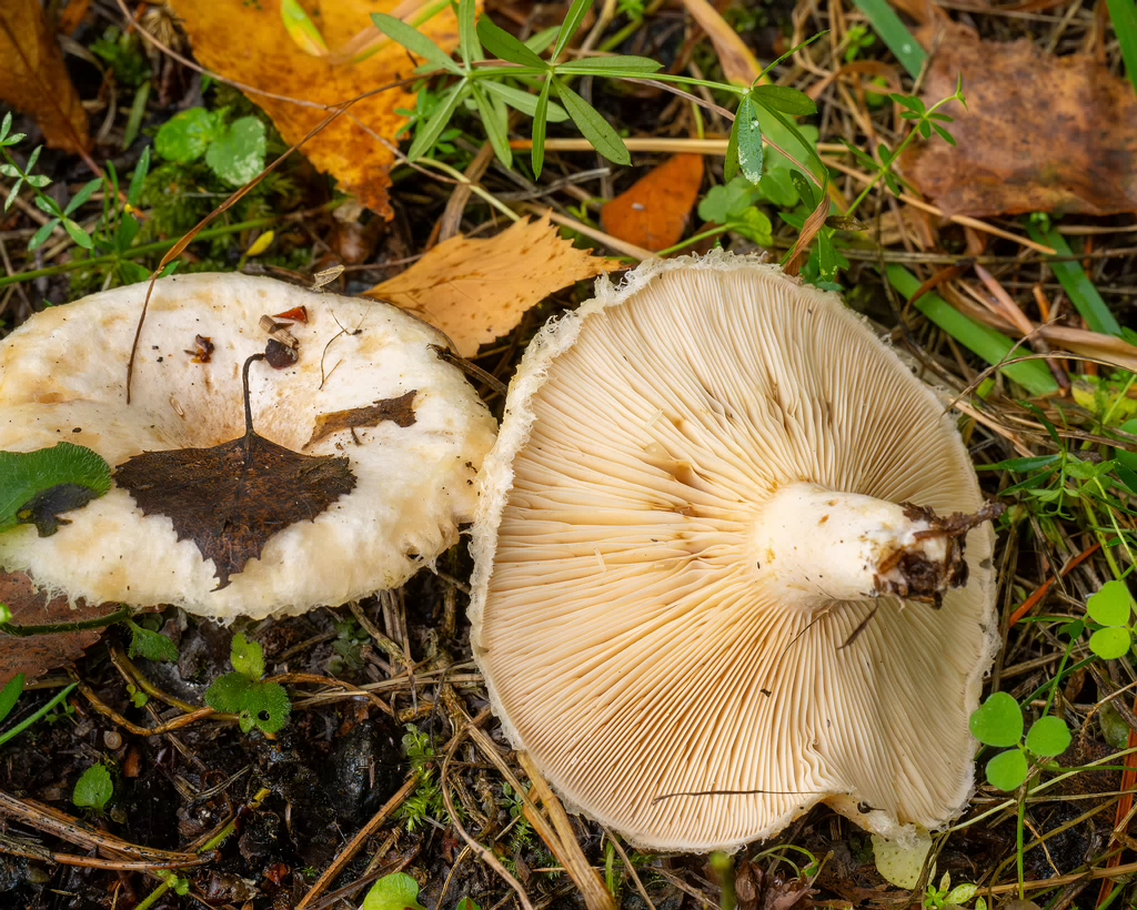 lactarius-pubescens_1-7