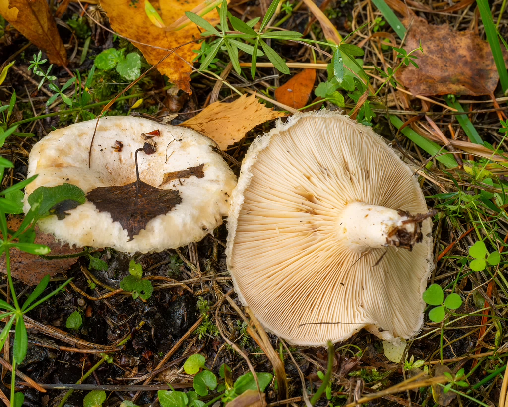 lactarius-pubescens_1-9