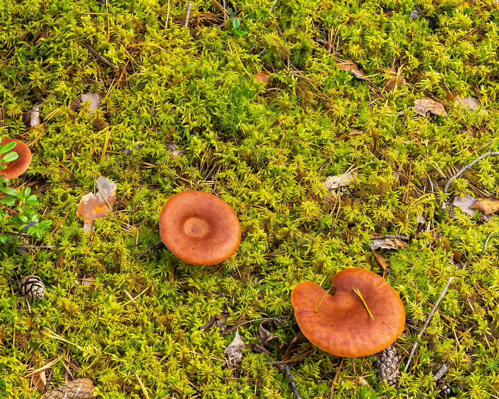 lactarius-rufus_2023-09-14_1-1