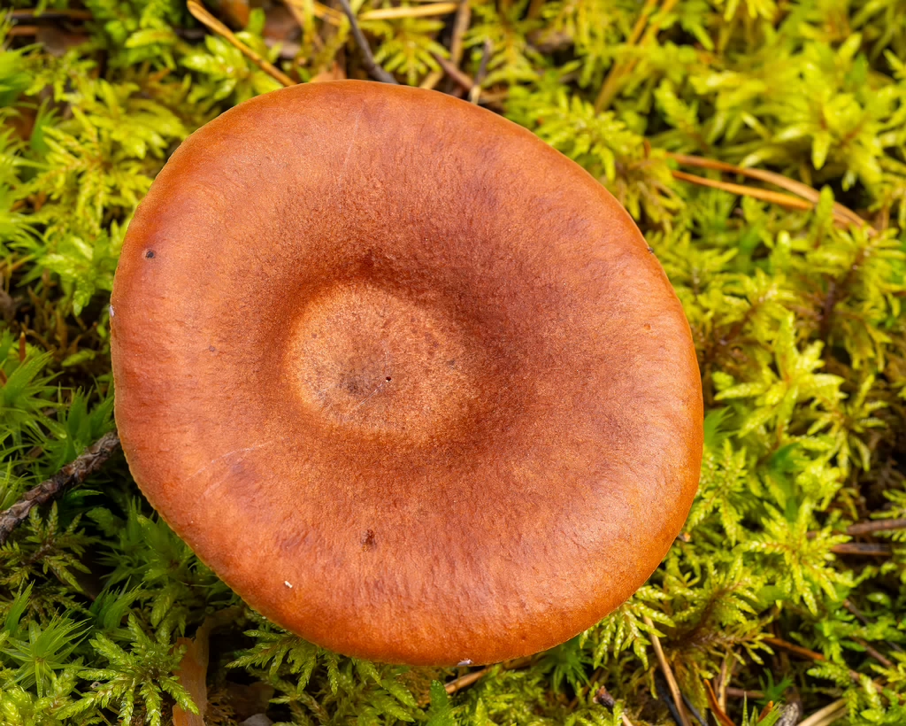 lactarius-rufus_2023-09-14_1-2