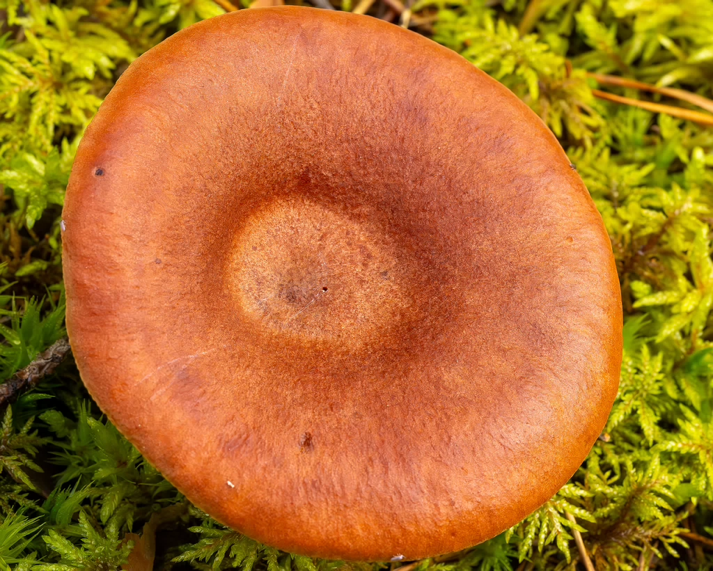 lactarius-rufus_2023-09-14_1-3