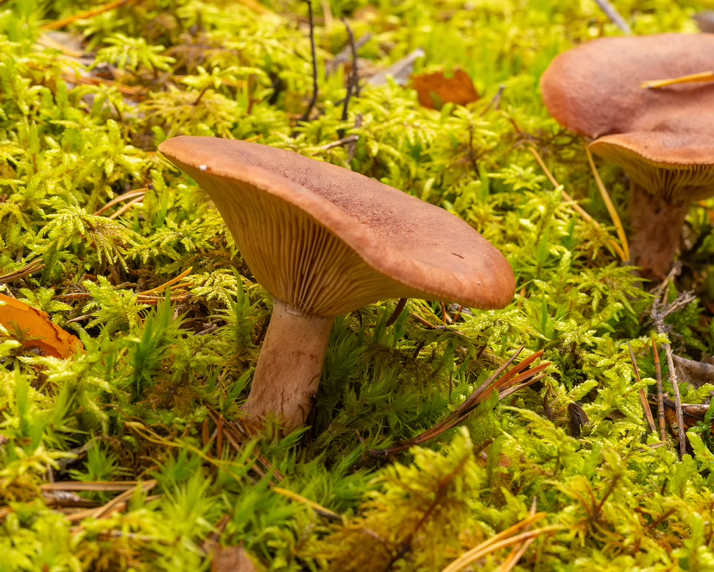 lactarius-rufus_2023-09-14_1-4