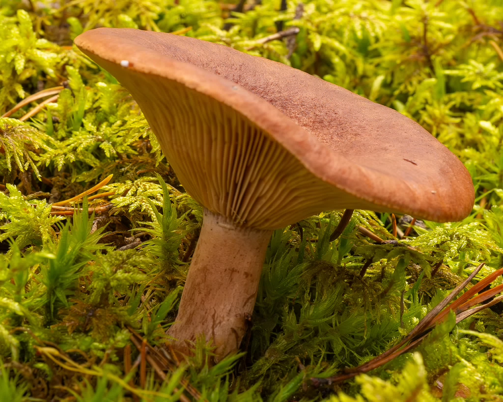 lactarius-rufus_2023-09-14_1-5