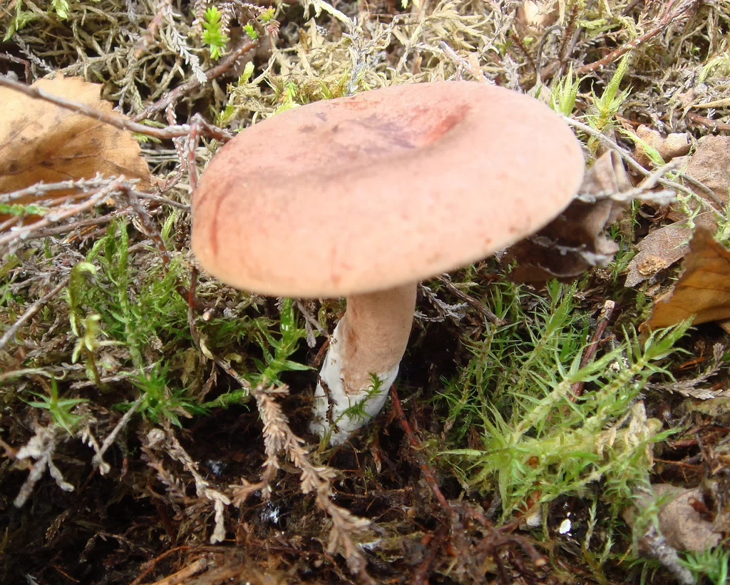 fungi-0000271