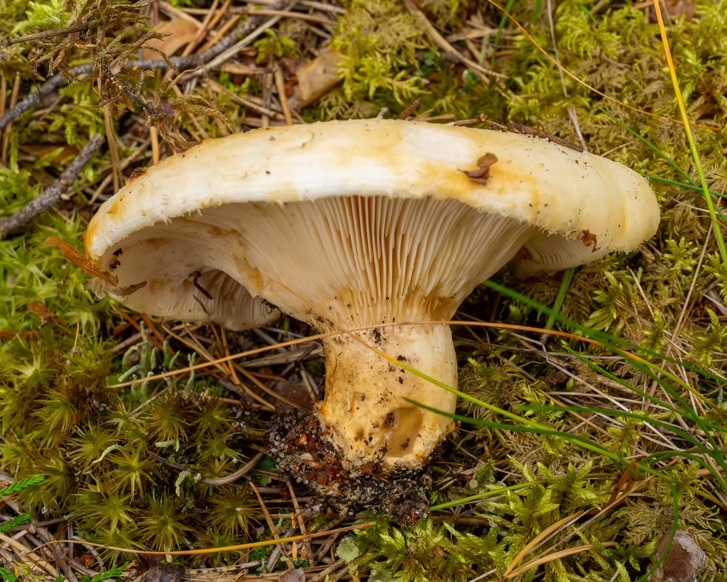 lactarius-resimus_1-11